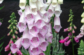 Foxglove, Sormustinkukka